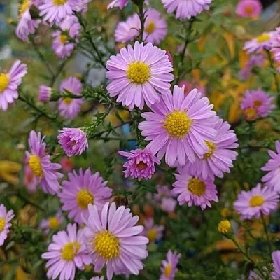 Астра СТРОУБЕРРИ ЭНД КРИМ новобельгийская  Астра СТРОУБЕРРИ ЭНД КРИМ новобельгийская в Саратове