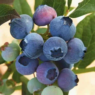 Голубика ОСОРНО  Голубика ОСОРНО в Саратове