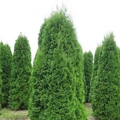 Туя КОЛУМНА западная в Саратове