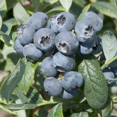 Голубика БРИГИТТА — описание сорта Голубика БРИГИТТА в Саратове