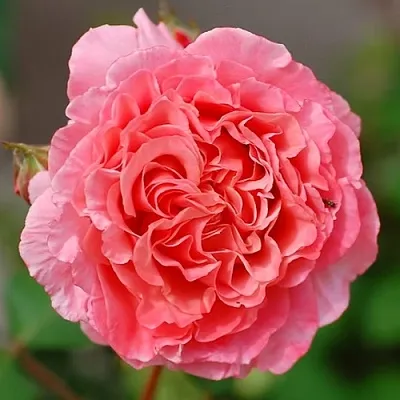 Саженцы роз ЛОРАН КАБРОЛЬ шраб  Саженцы роз ЛОРАН КАБРОЛЬ шраб в Саратове