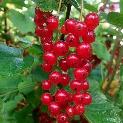 Смородина красная КОНСТАНТИНОВСКАЯ в Саратове