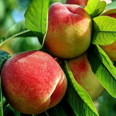 Персик в Саратове