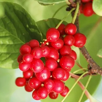 Лимонник ДЕДОВСКИЙ  Лимонник ДЕДОВСКИЙ в Саратове