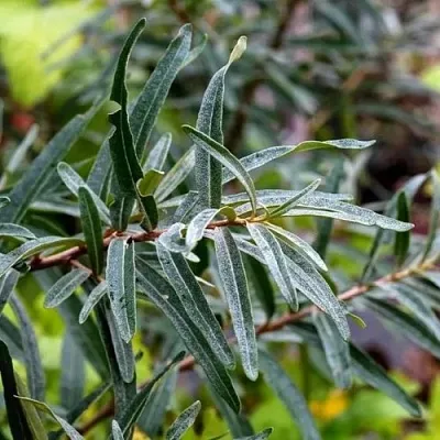 Облепиха АДАМ (МУЖСКАЯ) в Саратове