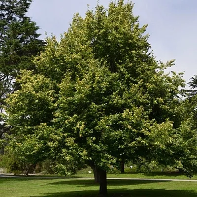 Липа сердцевидная  Липа сердцевидная в Саратове