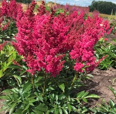 Астильба ЛАКИ ДЕЙ Арендса  Астильба ЛАКИ ДЕЙ Арендса в Саратове