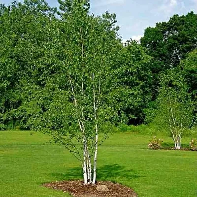 Береза бумажная  Береза бумажная в Саратове