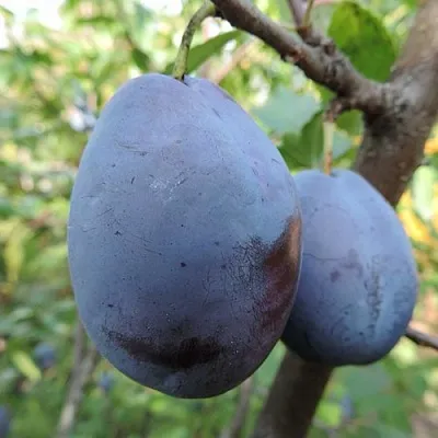 Слива АМЕРС  Слива АМЕРС в Саратове