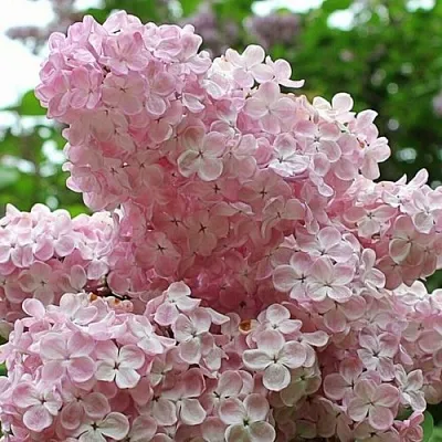 Сирень ВЕЧЕРНИЙ ЗВОН  Сирень ВЕЧЕРНИЙ ЗВОН в Саратове