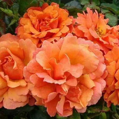 Саженцы роз БРИДЖ ОФ САЙЗ плетистая  Саженцы роз БРИДЖ ОФ САЙЗ плетистая в Саратове