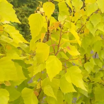 Берёза ГОЛДЕН ОБЕЛИСК повислая   Берёза ГОЛДЕН ОБЕЛИСК повислая  в Саратове