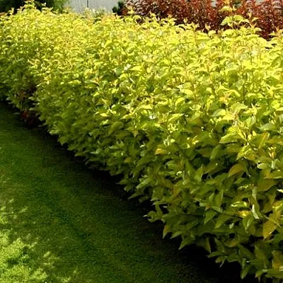 Комплект ДАРТС ГОЛД в Саратове