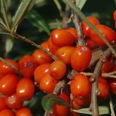 Облепиха ВОРОБЬЕВСКАЯ в Саратове