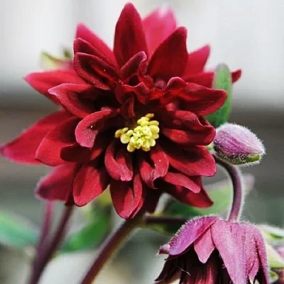 Аквилегия РУБИ ПОРТ обыкновенная  Аквилегия РУБИ ПОРТ обыкновенная в Саратове