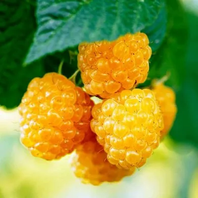 Малина МЕДОВАЯ  Малина МЕДОВАЯ в Саратове