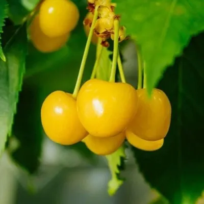 Черешня ПОДСНЕЖНИК в Саратове