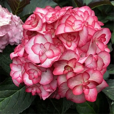 Гортензия Ю ЭНД МИ МИСС САОРИ крупнолистная  Гортензия Ю ЭНД МИ МИСС САОРИ крупнолистная в Саратове