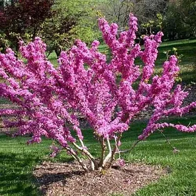 ЦЕРЦИС канадский   ЦЕРЦИС канадский  в Саратове