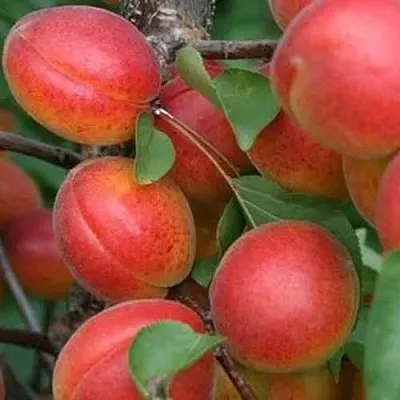 Абрикос НЬЮ-ДЖЕРСИ  Абрикос НЬЮ-ДЖЕРСИ в Саратове