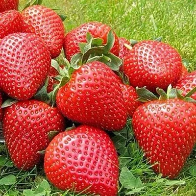 Клубника ЭЛИАНЕ  Клубника ЭЛИАНЕ в Саратове