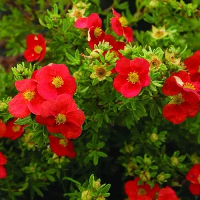 Лапчатка РЕД АЙС кустарниковая  Лапчатка РЕД АЙС кустарниковая в Саратове