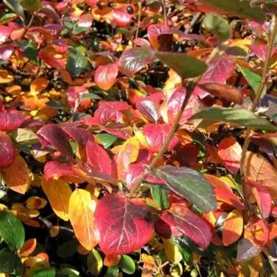 Кизильник блестящий в Саратове