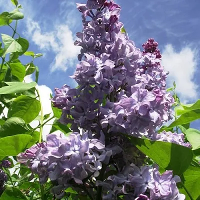 Сирень КРЫЛЬЯ НАДЕЖДЫ  Сирень КРЫЛЬЯ НАДЕЖДЫ в Саратове