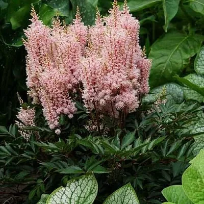 Астильба ЛУК ЭТ МИ японская  Астильба ЛУК ЭТ МИ японская в Саратове