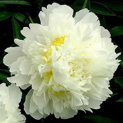 Пион ЗОЛОТОЙ ОРЕОЛ травянистый  Пион ЗОЛОТОЙ ОРЕОЛ травянистый в Саратове