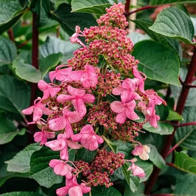 Гортензия ИНФИНИТИ метельчатая  Гортензия ИНФИНИТИ метельчатая в Саратове