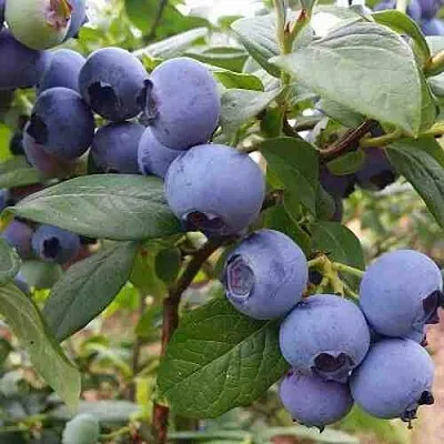 Голубика ХАРРИСОН  Голубика ХАРРИСОН в Саратове