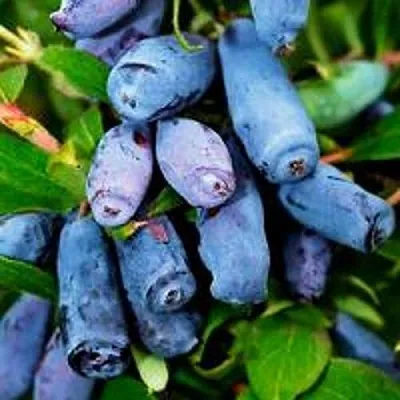 Жимолость съедобная ВОЛХОВА  Жимолость съедобная ВОЛХОВА в Саратове