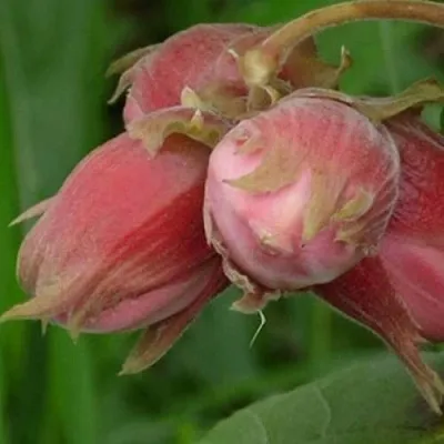 Фундук АКАДЕМИК ЯБЛОКОВ  Фундук АКАДЕМИК ЯБЛОКОВ в Саратове