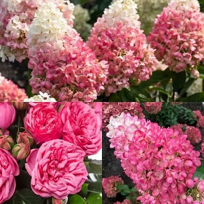 Комплект МАЛИНОВЫЙ ДЕСЕРТ в Саратове