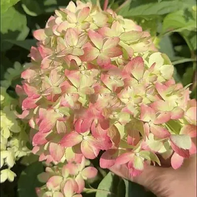 Гортензия ЛИТТЛ ЛАВ метельчатая  Гортензия ЛИТТЛ ЛАВ метельчатая в Саратове