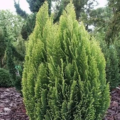 Кипарисовик ЭЛВУДИ ЭМПАЙР лавсана в Саратове