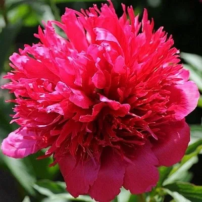 саженцы пиона саженцы пиона