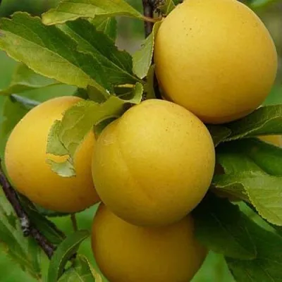 Слива СОЛНЫШКО  Слива СОЛНЫШКО в Саратове