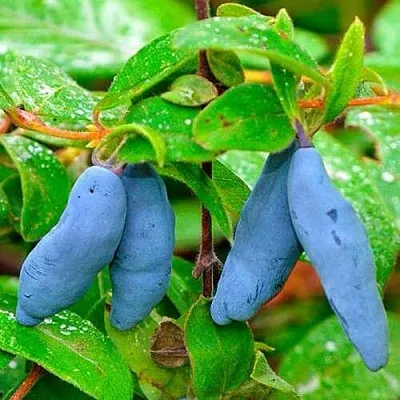 Жимолость съедобная МОРЕНА  Жимолость съедобная МОРЕНА в Саратове