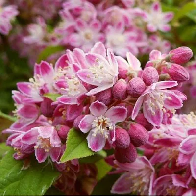 Дейция СТРОБЕРРИ ФИЛДС   Дейция СТРОБЕРРИ ФИЛДС  в Саратове