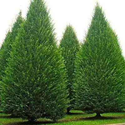 Граб   Граб  в Саратове