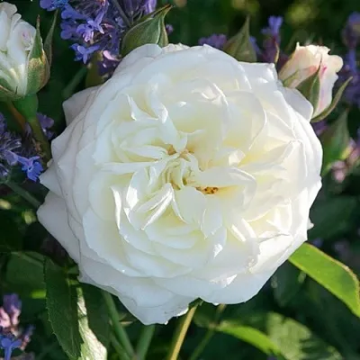 Саженцы роз АЛАБАСТЕР флорибунда  Саженцы роз АЛАБАСТЕР флорибунда в Саратове