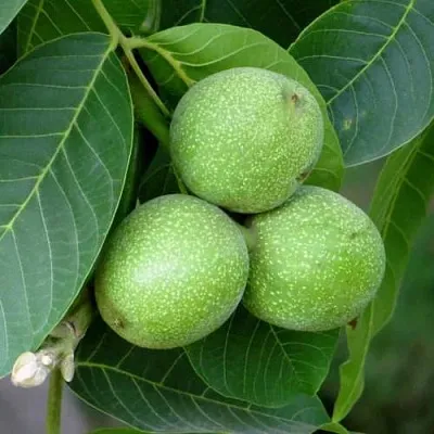 Грецкий орех ЮРИЙ ГАГАРИН  Грецкий орех ЮРИЙ ГАГАРИН в Саратове