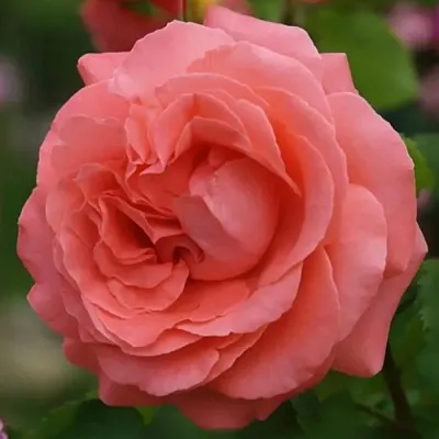 Саженцы роз ДИДИ БРИДЖУОТЕР плетистая  Саженцы роз ДИДИ БРИДЖУОТЕР плетистая в Саратове