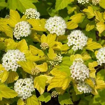 Пузыреплодник ДАРТС ГОЛД  Пузыреплодник ДАРТС ГОЛД в Саратове