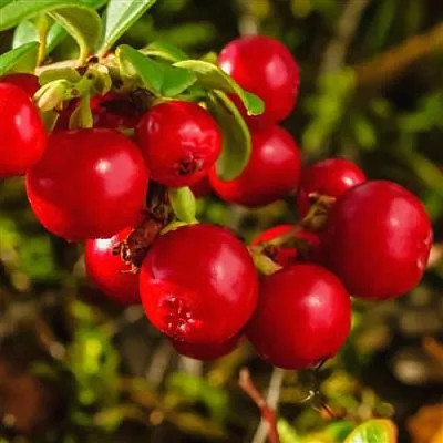 Брусника в Саратове