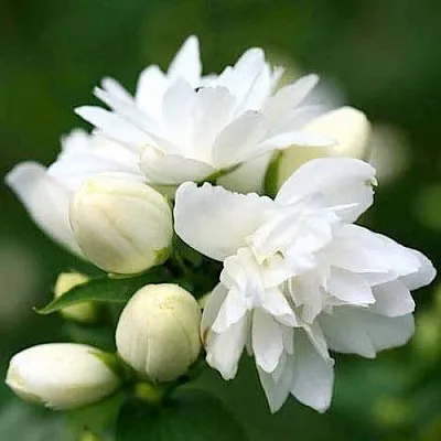 Жасмин ШНЕЕШТРУМ  Жасмин ШНЕЕШТРУМ в Саратове