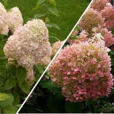 Комплект НЕЖНЫЕ ЧУВСТВА в Саратове