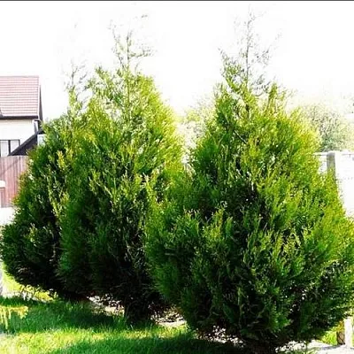 Туя АТРОВИРЕНС складчатая в Саратове